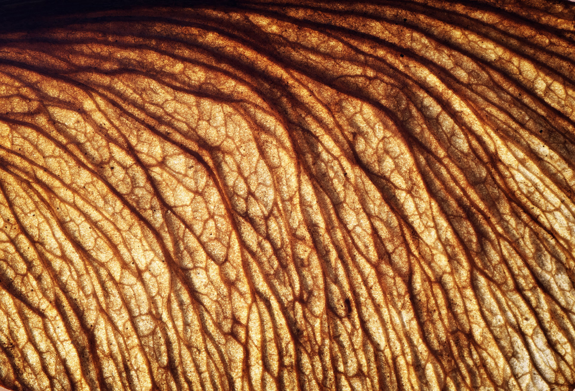 Cover visual for Magnetic resonance imaging characterisation of lesions within the collateral ligaments of the distal interphalangeal joint — 28 cases