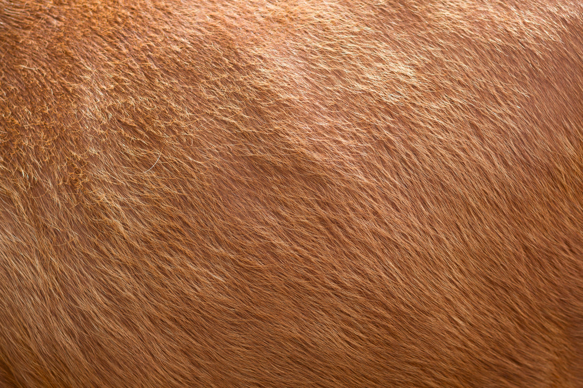 Cover visual for Desmopathy of the collateral ligaments of the equine distal interphalangeal joint — a prevalence in Poland between 2016–2019