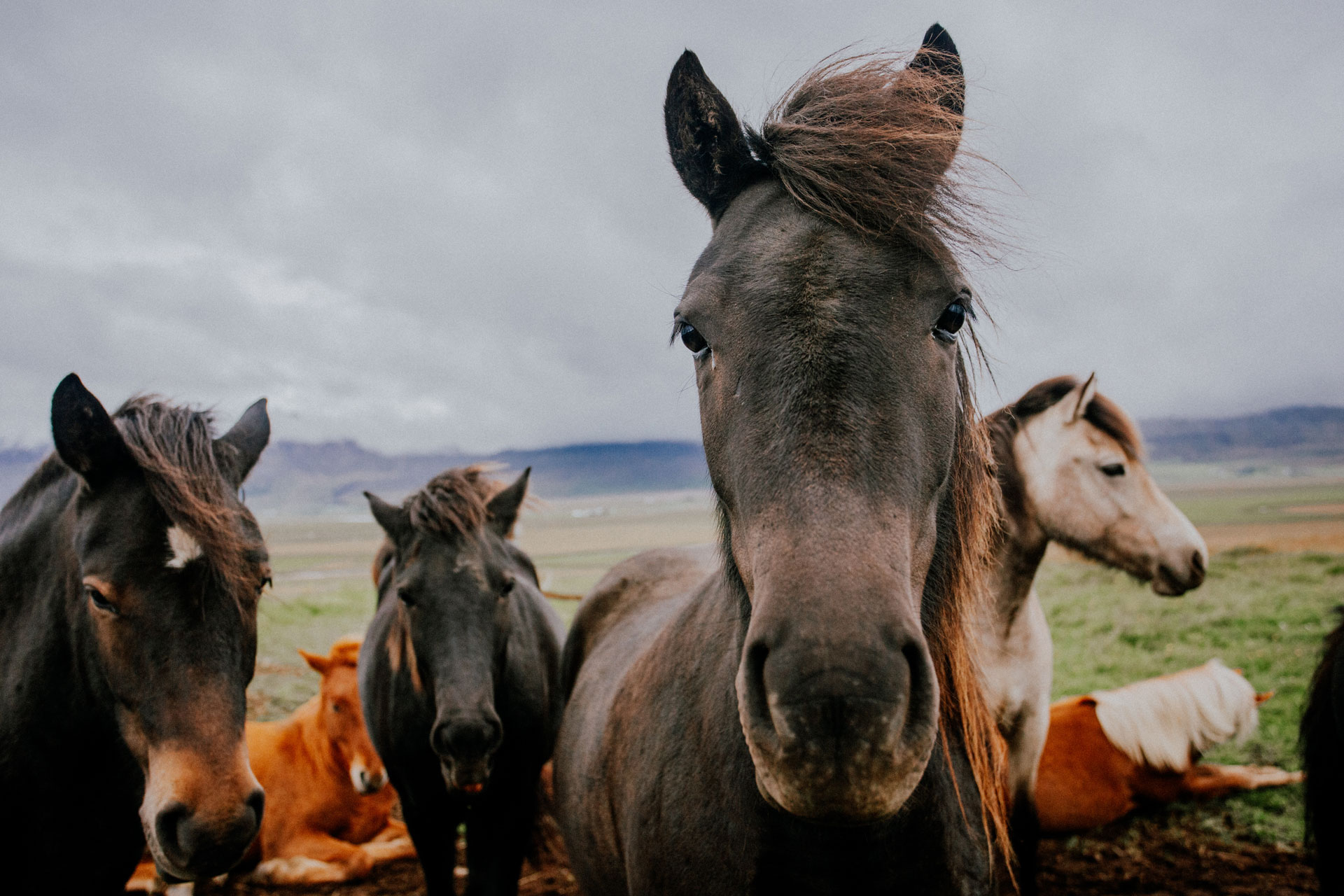 Cover visual for Is there an association between ossification of the cartilages of the foot and collateral desmopathy of the distal interphalangeal joint or distal phalanx injury?